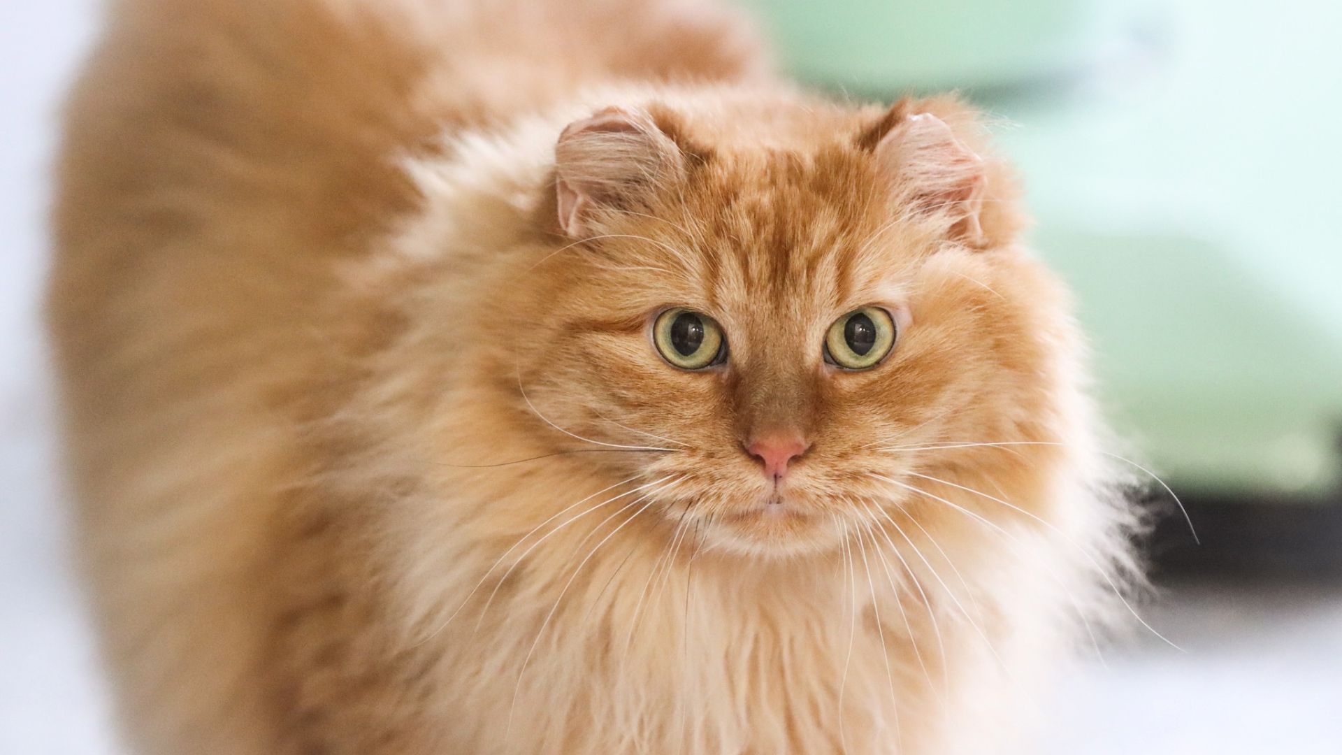 orange cat