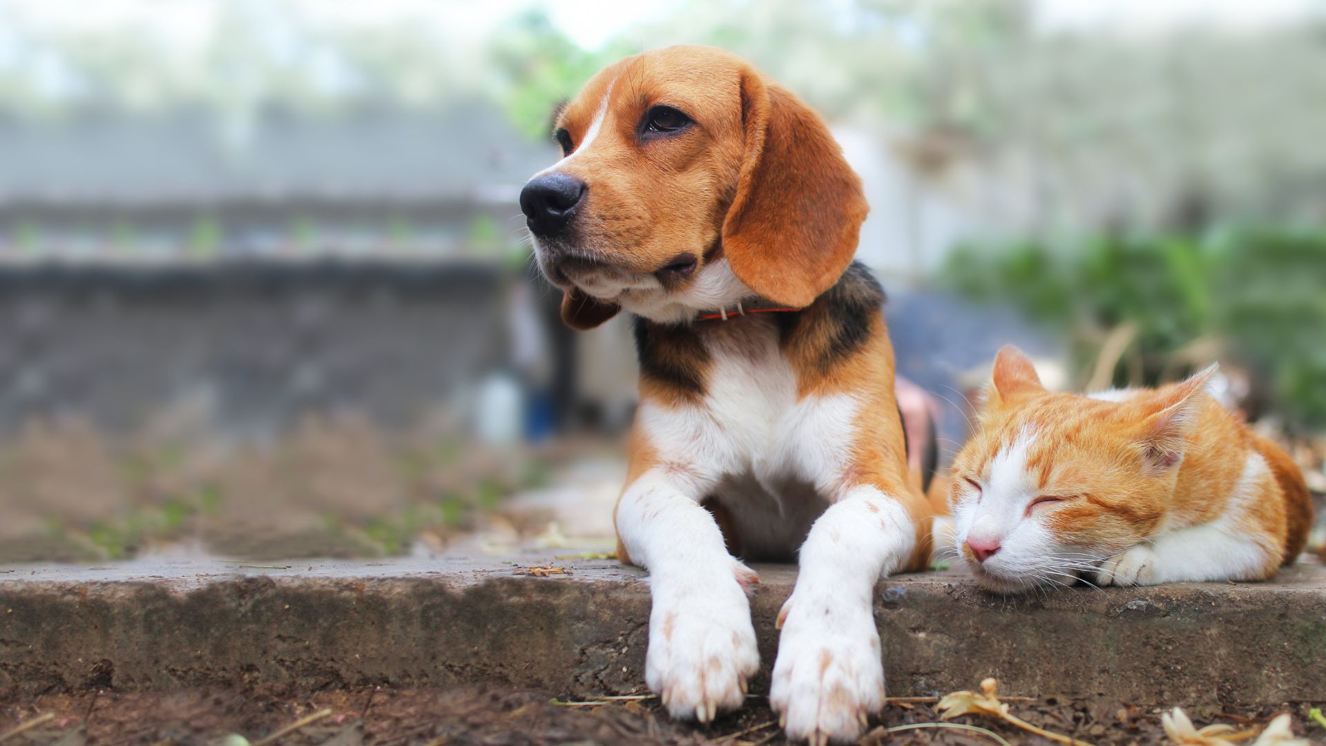 Vaccine Value Packages at Pine Hollow Veterinary