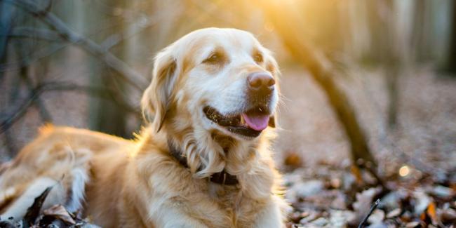 dog
