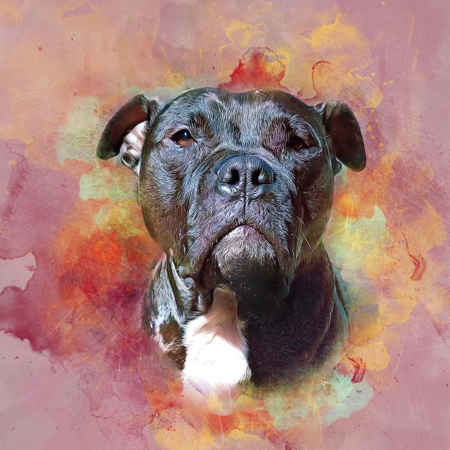 pet photo contest 1