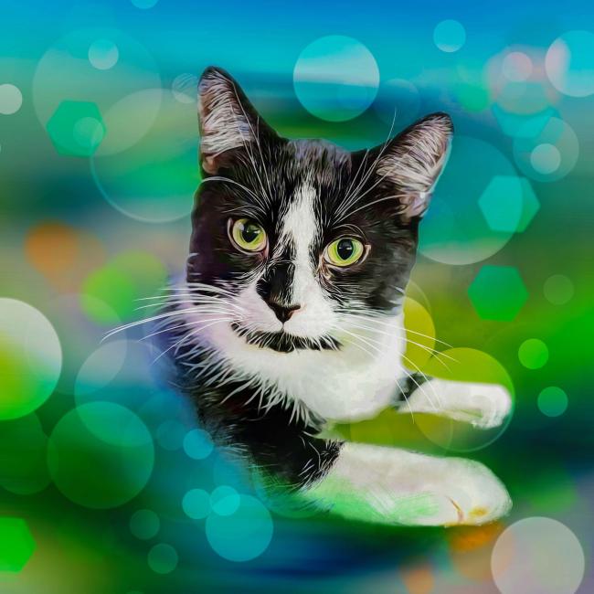 pet photo 2