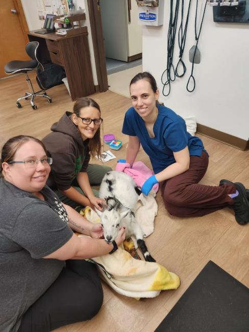 western reserve animal clinic staff goat neuter