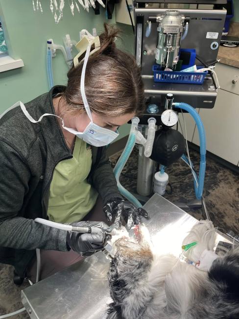 Animal Hospital of Orwell dog dental Justine teeth cleaning