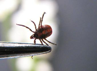 What Pet Owners Need to Know About Tick-Borne Diseases &amp; Tick Prevention