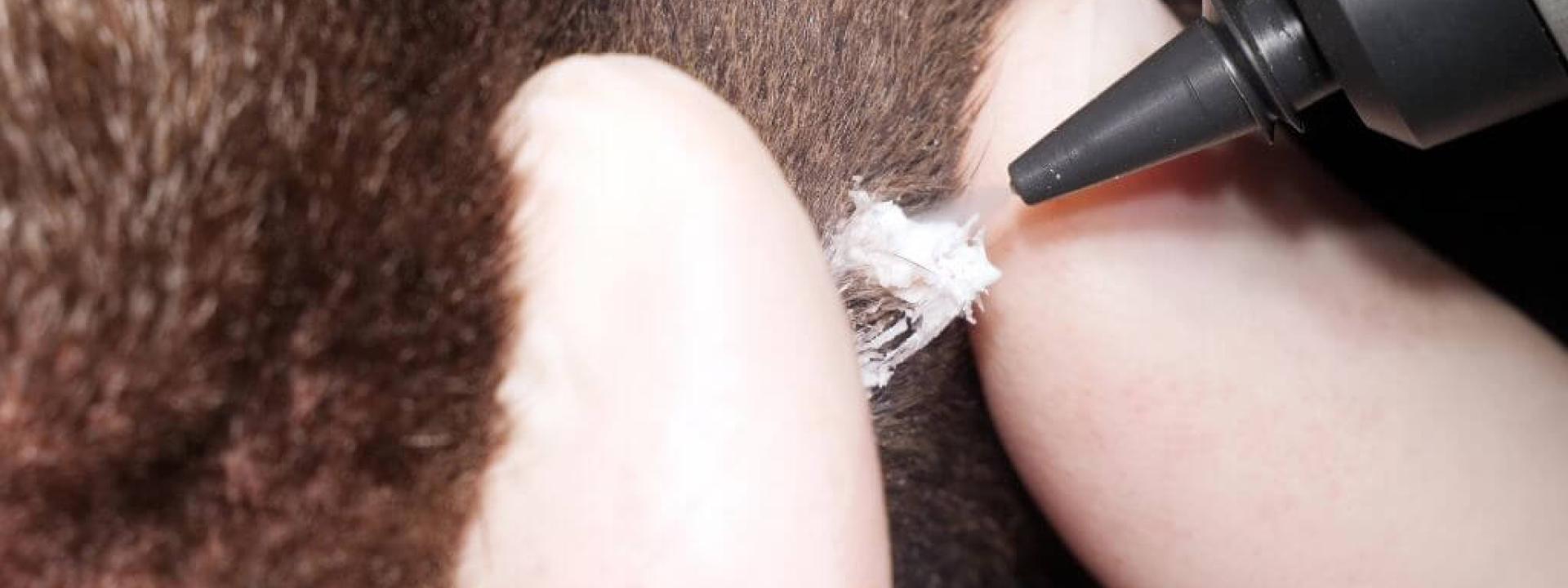 Veterinarian performing cryosurgery on a pet