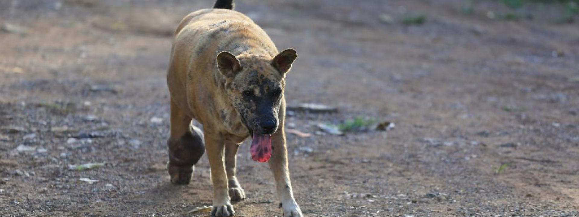 A dog suffering from cellulitis walking with an abscess on its leg. 
