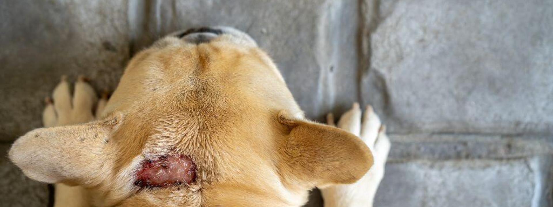 Large hot spot on dog top
