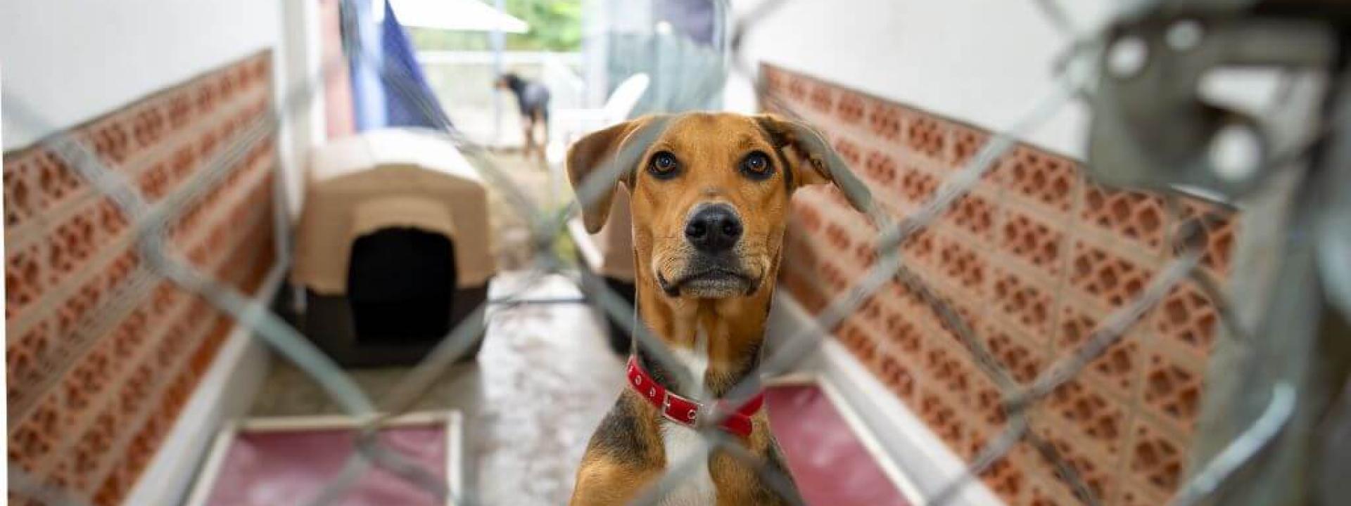 Dog in a kennel at a boarding facility