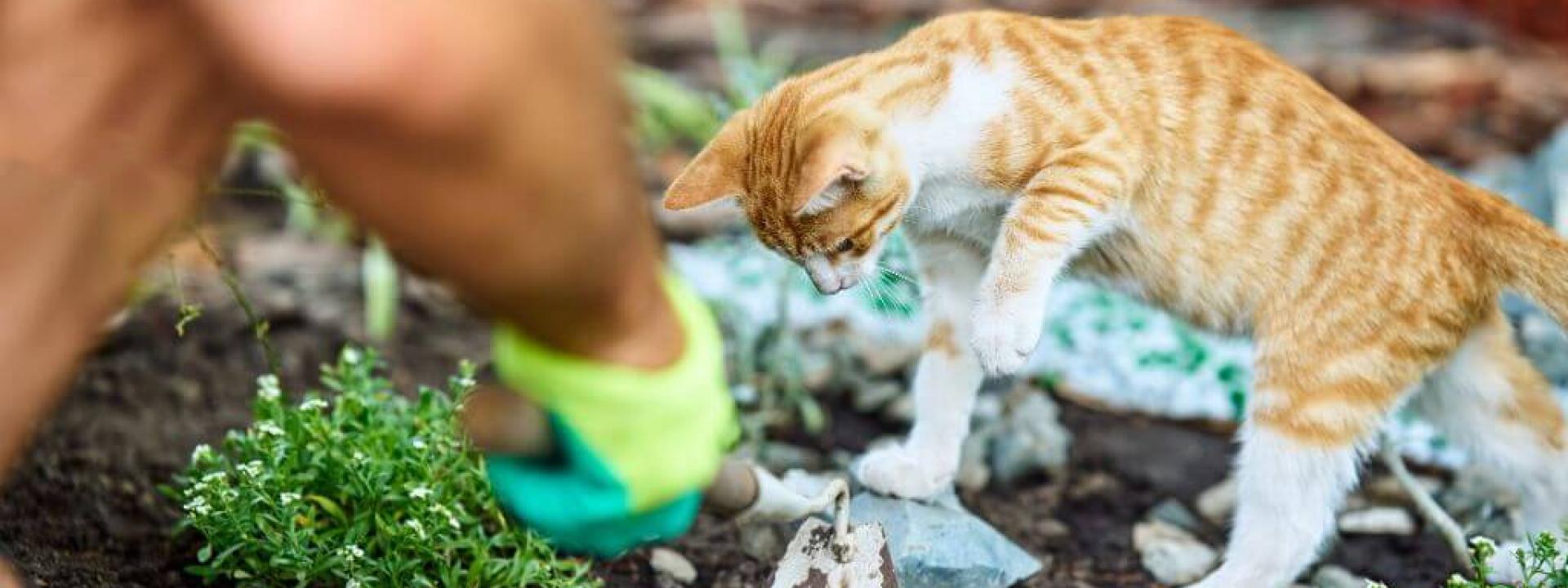 Kitten pawing at soil while their owner gardens