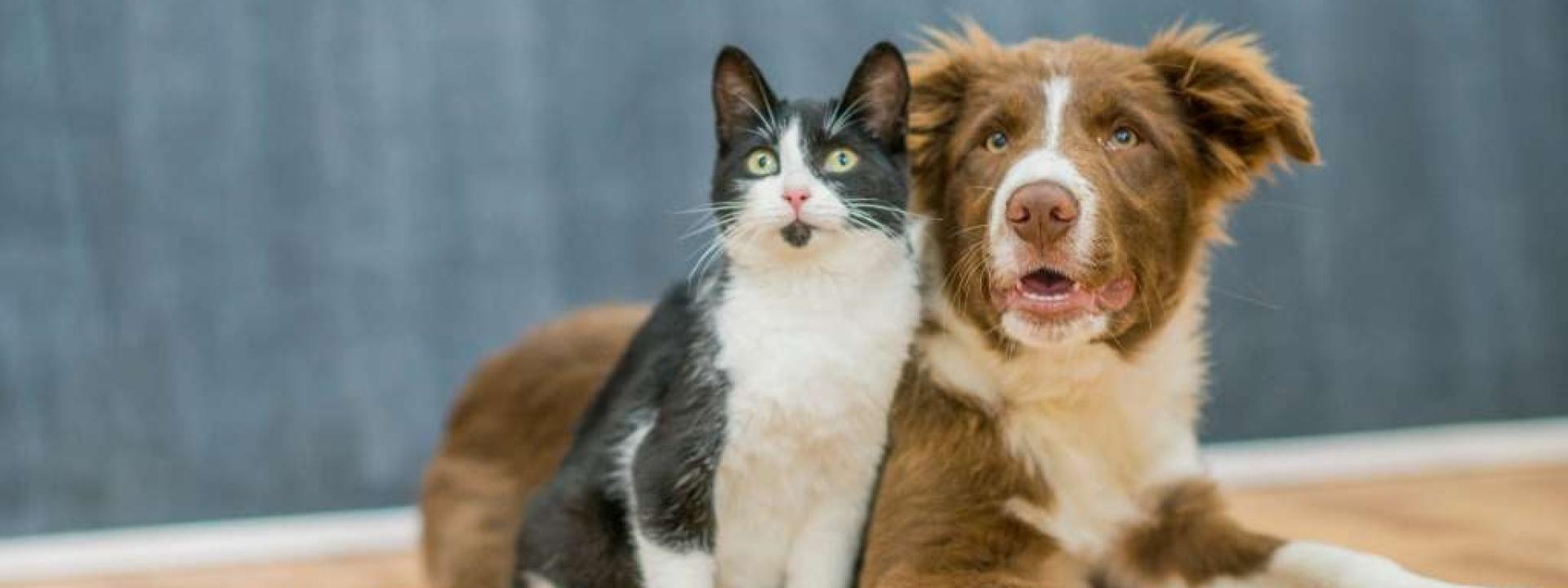 Dog and cat sitting together outside, showing calm pet body language