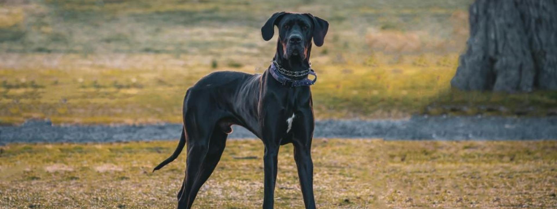 Great Dane outside, Great Danes are prone to bloat and GDV in dogs is a concern