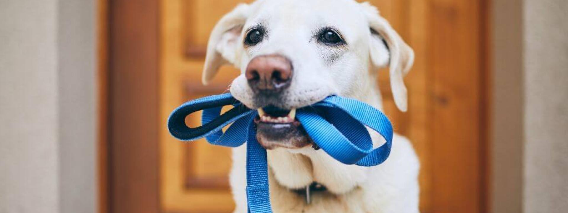 Dog holding leash, ready for walk