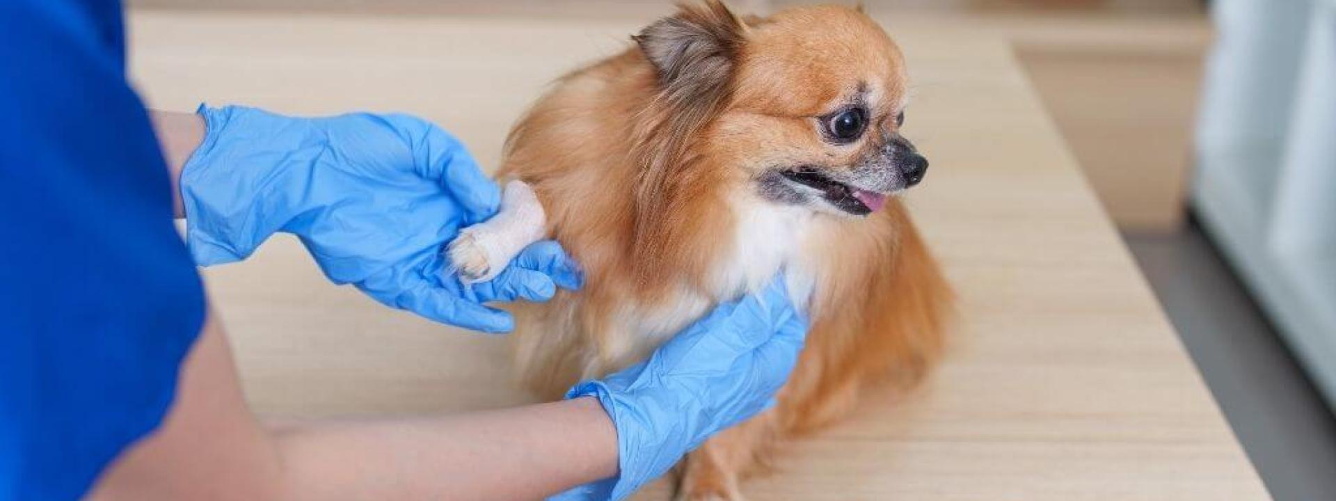 Small dog having it's foot injury bandaged at the vet's office