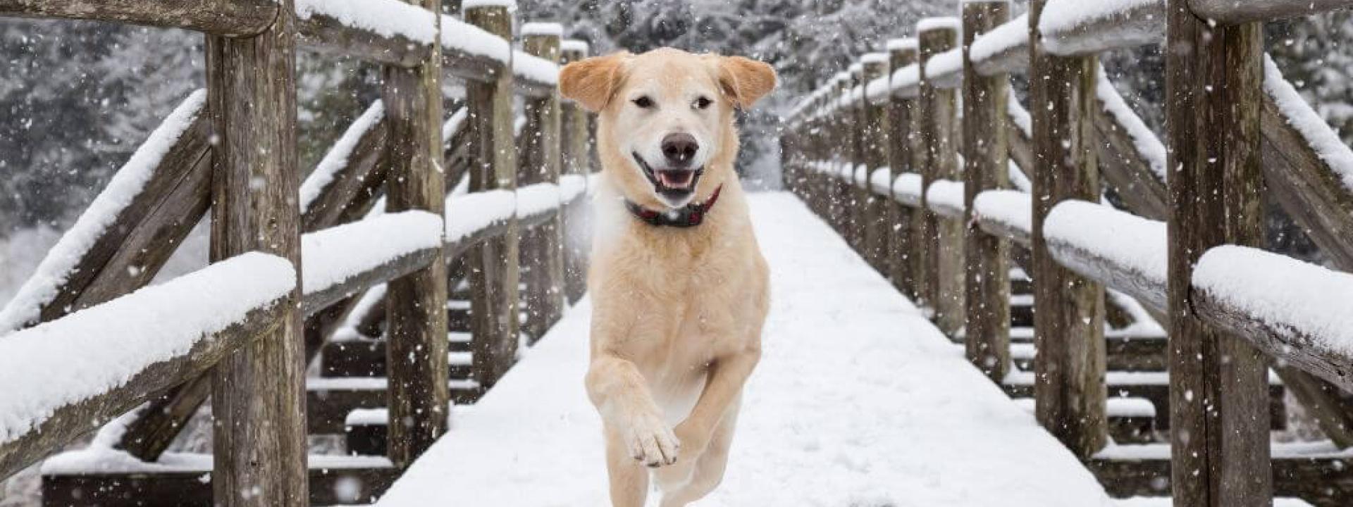 Dog running and playing outside in heavy snow on a bridge